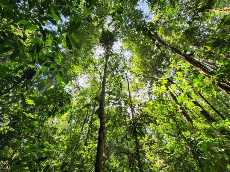 Audiências públicas discutem uso sustentável da floresta no Amapá; veja cronograma