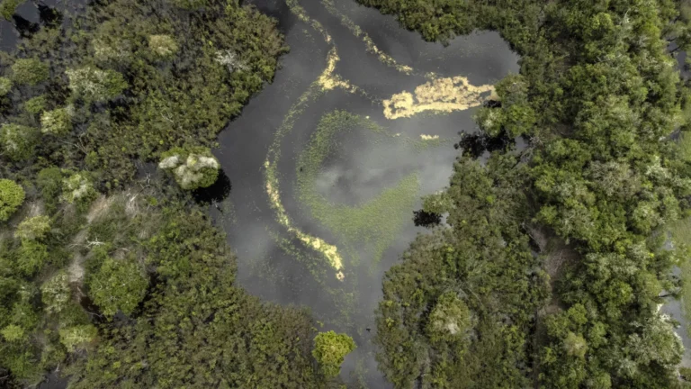 amazonia-precisa-de-37-bilhoes-anualmente-para-evitar-colapso