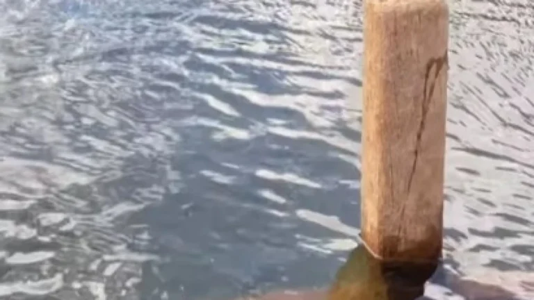 cemiterio-submerso-aparece-apos-30-anos-em-goias;-video