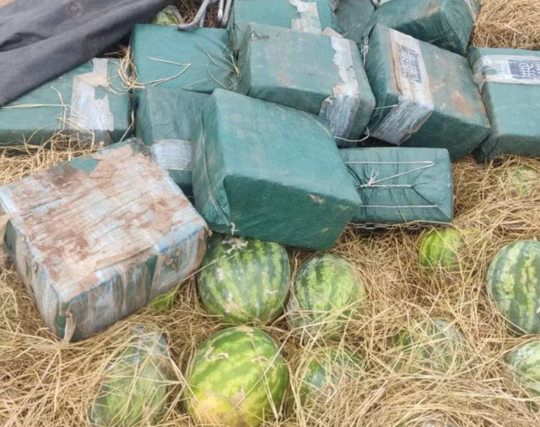 acusados-de-conduzir-meia-tonelada-de-cocaina-em-caminhao-de-melancia-viram-reus-por-trafego