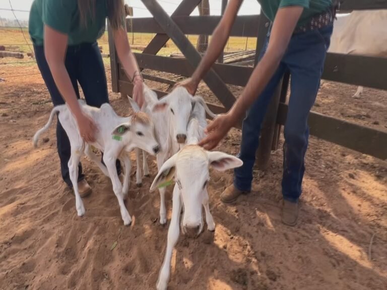 vaca-nelore-da-a-brilho-quatro-bezerros-de-uma-unico-ocasiao