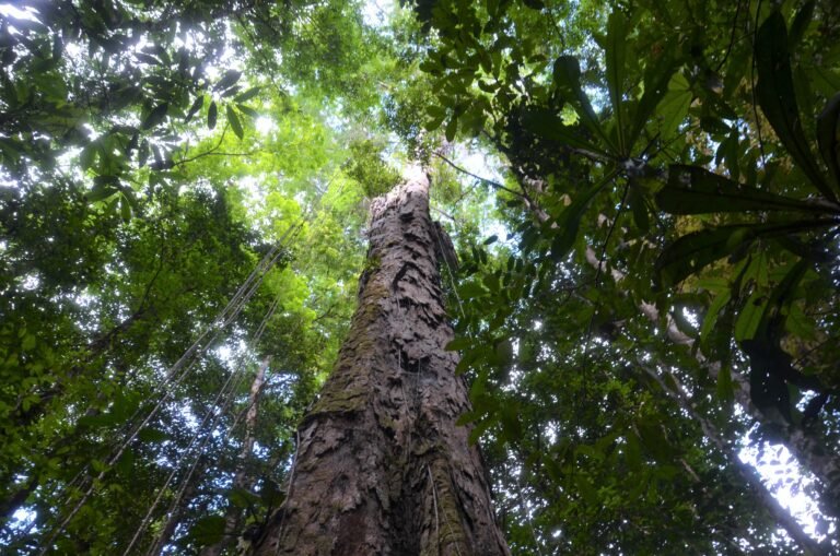 Árvores gigantes no Amapá estão ameaçadas por garimpo e falta de proteção ambiental, alertam organizações