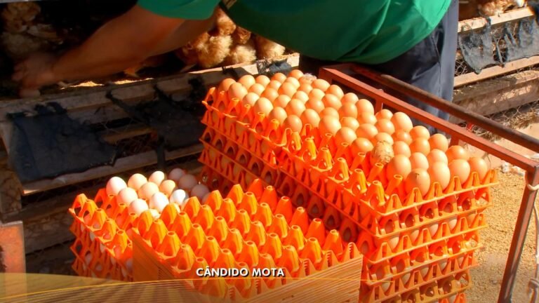 granjas-se-preparam-para-aproveitar-aumento-da-procura-por-ovos-na-quaresma