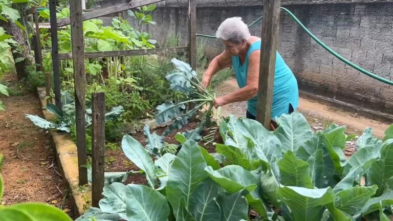 algumas-dicas-ajudam-a-melhorar-a-producao-de-hortas-caseiras