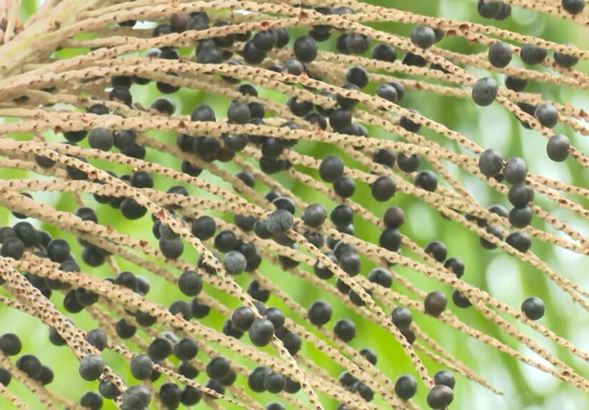 Plantio de açaí com irrigação automatizada é destaque no Amazontech 2025 em Boa Vista