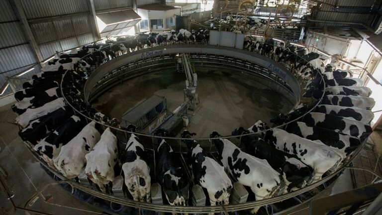 Frísia fatura quase R$ 5,8 bi com foco na diversificação da produção
