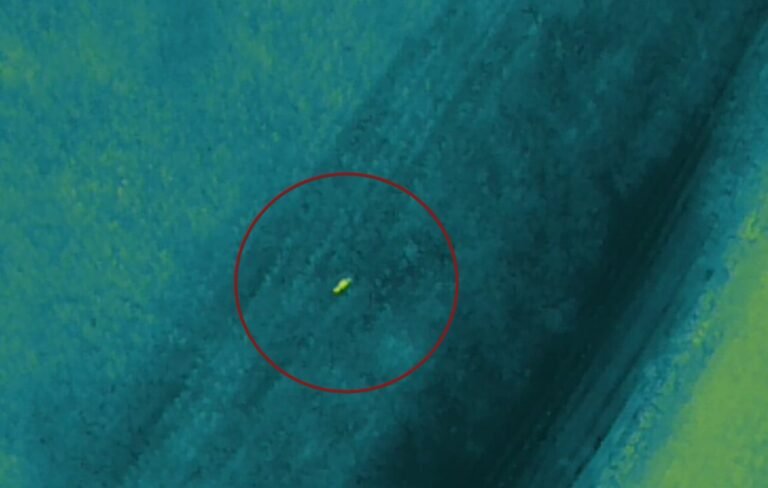 VÍDEO: buscas por suspeito em milharal são encerradas após 'animal misterioso' surgir perto de equipe, no Paraná