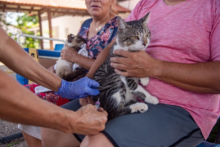 Boa Vista intensifica campanha de vacinação antirrábica; veja locais