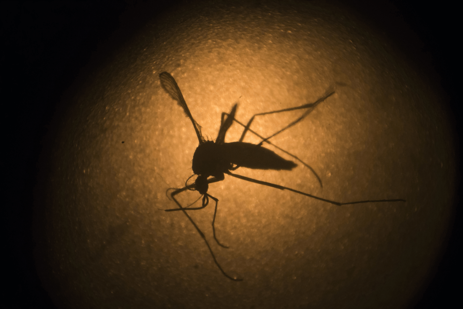 Idosa de 78 anos é a 1ª morte por dengue em Caraguatatuba no ano