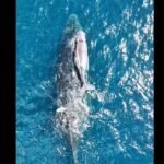 Baleia-jubarte passa com filhote perto costa de Arraial do Cabo no fim da temporada de migração; vídeo