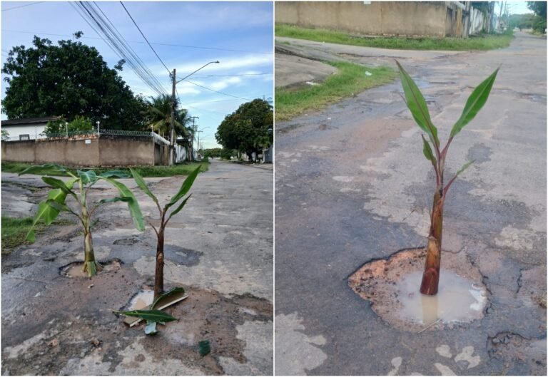 Moradores 'plantam' bananeiras em buracos de rua como protesto para cobrar prefeitura de Boa Vista