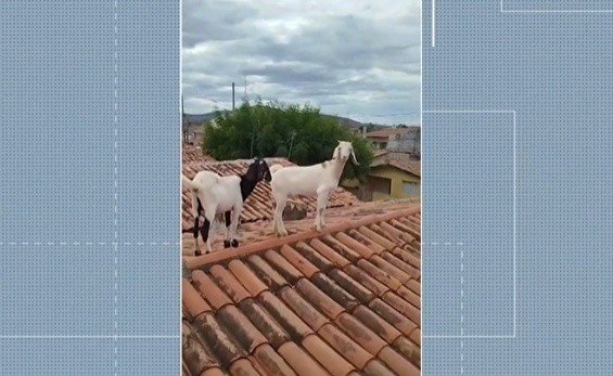 Cabras ficam presas em telhado e são resgatadas pelo Corpo de Bombeiro, em Patos