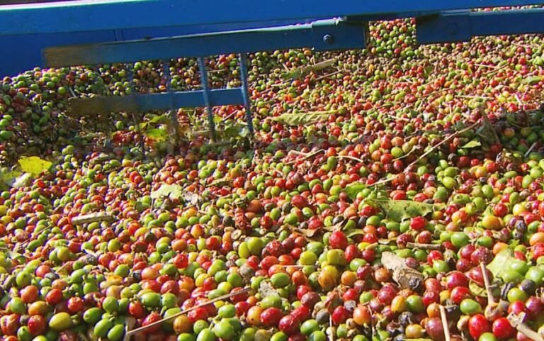 Colheita de café no Sul de MG tem grãos menores devido ao clima; preço da saca pode ser impactado