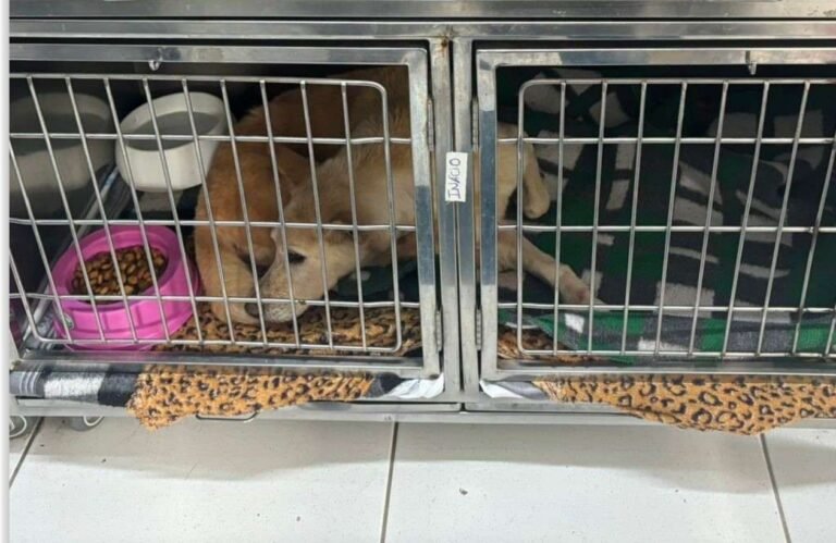 Superlotação, gaiolas pequenas e remédios vencidos: MP pede melhorias na Dibea de Florianópolis após vistoria