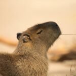 Capivara é 4º animal com mais risco para a aviação brasileira — e o único roedor, aponta estudo
