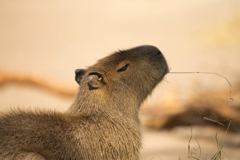 Capivara é 4º animal com mais risco para a aviação brasileira — e o único roedor, aponta estudo