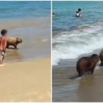 Capivaras são vistas na praia da Ferradura, em Búzios