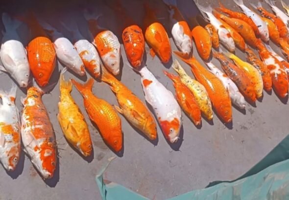 Mais de 50 peixes de lago dentro de Pronto Atendimento morrem de uma vez só em Londrina, e caso passa a ser investigado