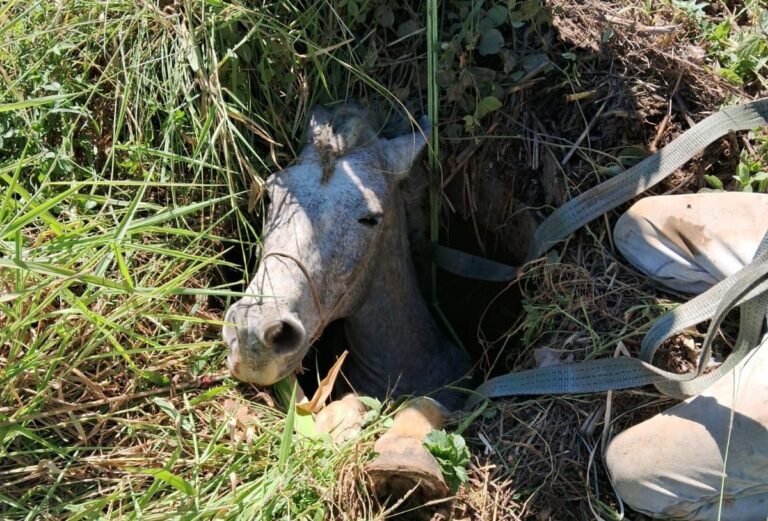 Cavalo fica entalado em buraco às margens da BR-116, em MG; VÍDEO
