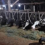 Curto-circuito em propriedade rural mata 32 vacas no interior do Paraná