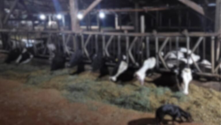 Curto-circuito em propriedade rural mata 32 vacas no interior do Paraná