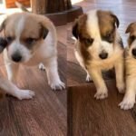 Homem é preso após matar três filhotes de cachorro e tentar ferir outros cães no Paraná