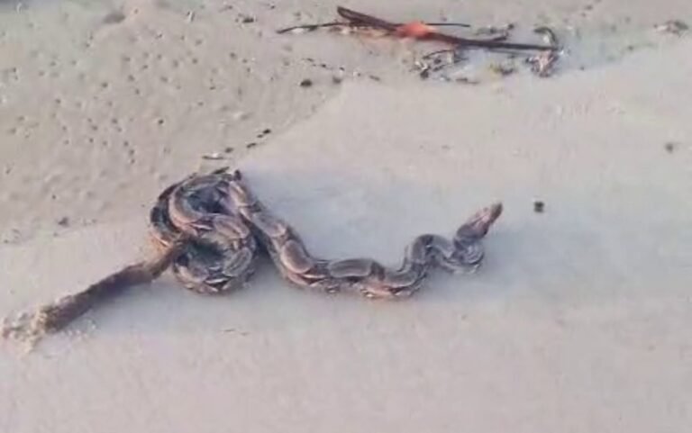Jiboia é encontrada por banhistas na Praia da Atalaia em Aracaju
