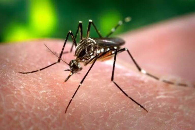 Presidente Prudente registra 24ª morte por dengue em 2025; doença vitima idoso de 83 anos