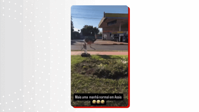 VÍDEO: Ema é flagrada correndo pelas ruas de cidade do Paraná