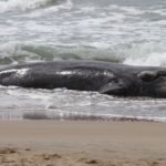 Filhote de 5 metros de baleia-franca é encontrado morto em praia pacata querida por surfistas em SC