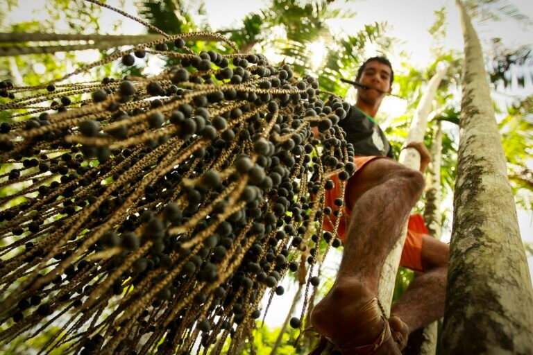 Maior produtor e exportador de açaí, Pará pode ter 300 mil trabalhadores afetados pelo 'tarifaço' de Trump