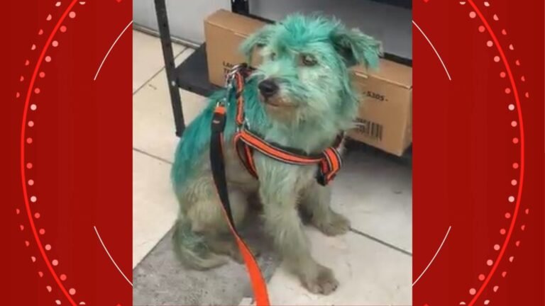 VÍDEO: cachorro de rua é pintado com tinta no Paraná, e polícia investiga crime de maus-tratos