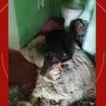 Falso veterinário é preso por fazer cirurgias clandestinas com utensílios enferrujados e remédios traficados, no Paraná