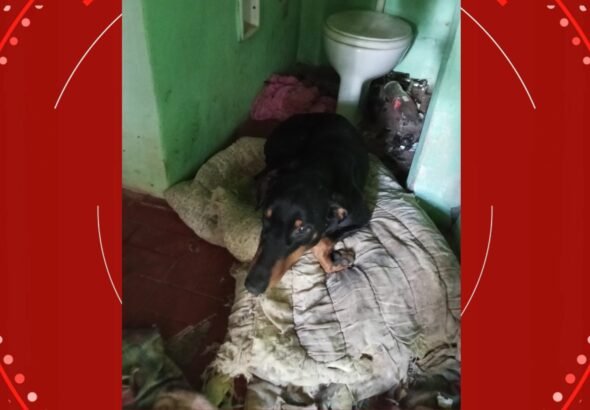 Falso veterinário é preso por fazer cirurgias clandestinas com utensílios enferrujados e remédios traficados, no Paraná