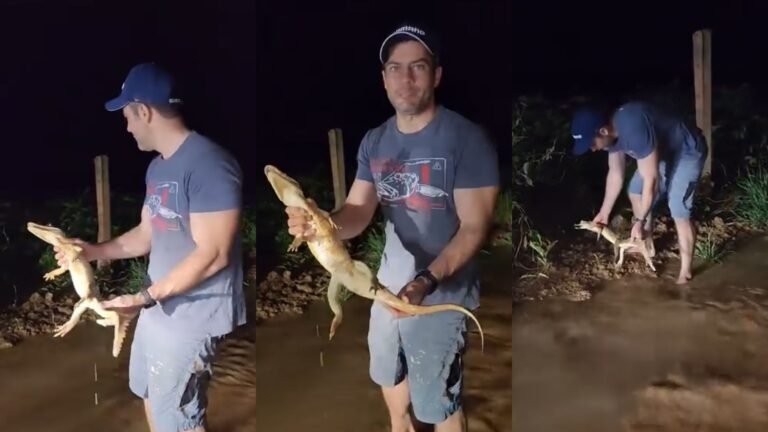 Pescador resgata jacaré perdido em estrada rural de Porto Velho e vídeo viraliza nas redes