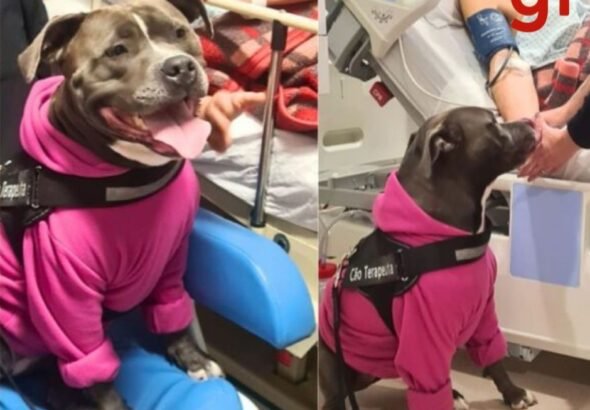 Pitbull 'terapeuta' visita pacientes e auxilia tratamentos em hospitais de SC: 'ambiente leve e descontraído'