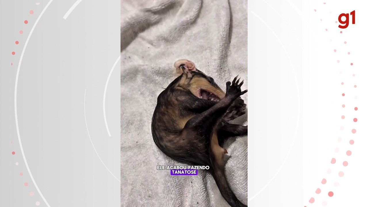 Filhote de gambá 'se finge de morto' ao ser resgatado após cair dentro de privada em SC; VÍDEO