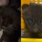 Em menos de uma semana, SC tem 2º caso de filhote silvestre com mutação rara resgatado