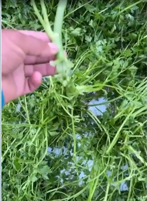 Chuva de granizo prejudica produtores rurais e provoca ocorrências na Região Serrana do RJ