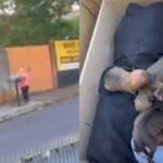 Mulher que abandonou 11 filhotes de cachorro em lixeira no PR disse em depoimento que não sabia que animais estavam vivos, diz delegado