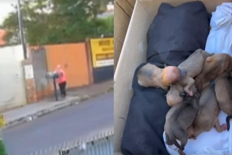 Mulher que abandonou 11 filhotes de cachorro em lixeira no PR disse em depoimento que não sabia que animais estavam vivos, diz delegado