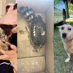 Cerca de 20 animais morreram e outros 50 foram encontrados perdidos e feridos em cidade do PR destruída por tornado, diz projeto