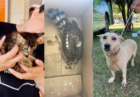 Cerca de 20 animais morreram e outros 50 foram encontrados perdidos e feridos em cidade do PR destruída por tornado, diz projeto