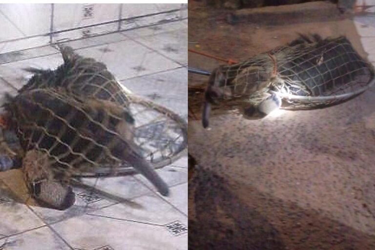 Tamanduá-bandeira invade casa em Porto Velho e é resgatado pelos bombeiros