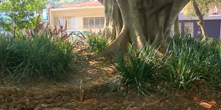 Após impasse entre Polícia Ambiental e prefeitura, Justiça suspende poda de raízes de árvores em praça de Campinas