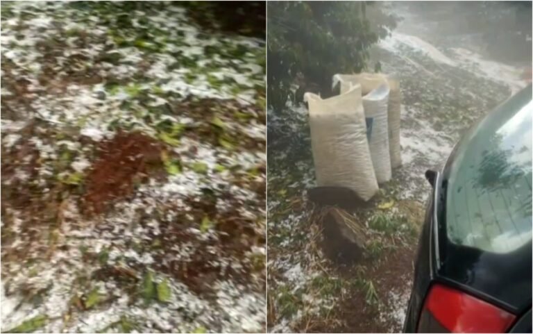 Cafeicultores atingidos por granizo devem agir rápido para garantir direitos e acionar seguro; entenda