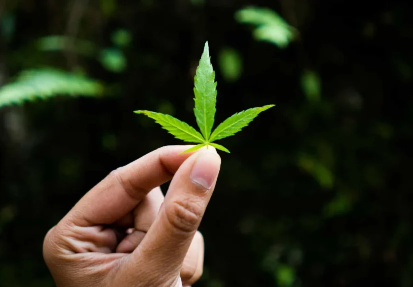 Uso de maconha em casa aumenta intoxicação de crianças expostas, mostra estudo