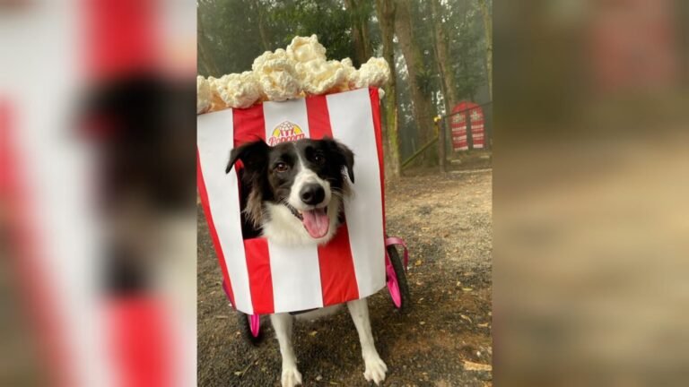 Vestida de carrinho de pipoca, cachorra com paralisia ganha 'cãocurso' de fantasias em creche de SC; VÍDEO
