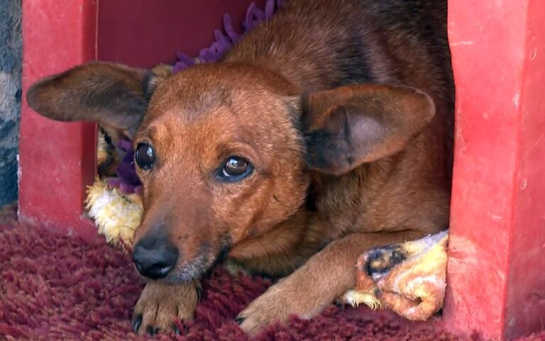 'Ele demonstrou o verdadeiro amor': cãozinho caminha 12 km para se despedir do tutor em velório em MG