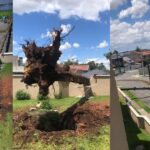 Ventos de mais de 70 km/h atingem região de Curitiba, destelham escola e derrubam árvores